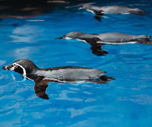 FASD und Ressourcenorientierung – oder: was FASD mit Pinguinen gemeinsam hat