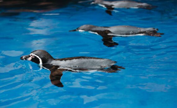 FASD und Ressourcenorientierung – oder: was FASD mit Pinguinen gemeinsam hat